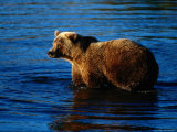 Grizzly Bear, Ursus Arctos Middendorffi Photographic Print by D. Robert Franz