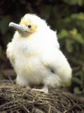 Young Frigate Chick, Ecuador Photographie