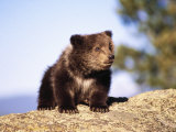 Brown Bear Cub Sitting on Rock Fotografie-Druck von Elizabeth DeLaney