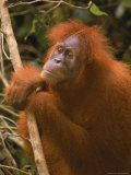 Sumatran Orangutan, Pongo Pygmaeus Photographic Print by D. Robert Franz