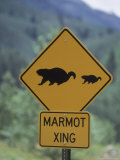 Marmot Crossing Sign, Aspen, CO Photographic Print by Cheyenne Rouse