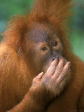 Adolescent Sumatran Orangutan, Indonesia Photographic Print by Robert Franz