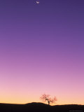Cottonwood Tree At Dusk With Moon Lámina fotográfica por Russell Burden