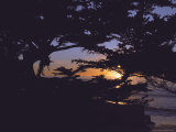 Sunset Through Tree, CA Photographic Print by Claire Rydell