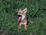 Coyote Pup Yawning, Canis Latrans, MN Photographic Print by Robert Franz