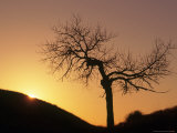 Cottonwood Tree Silhouetted With Sunrise Lámina fotográfica por Russell Burden