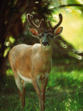 Key Deer, Big Pine Keys, FL Photographic Print by Pat Canova