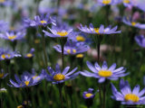 Blaue & violette Blumen Fotografie-Druck von Mitch Diamond