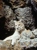 Mountain Lion on Rocky Bluff Photographic Print by Guy Crittenden