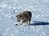 Coyote, Canis Latrans, Playing with Vole, MT Photographic Print by Robert Franz