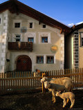 Sheep in Village, Graubunden, Switzerland Photographic Print by Walter Bibikow