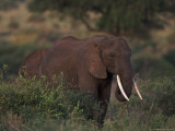 African Elephant, Tanzania Photographie par Robert Franz