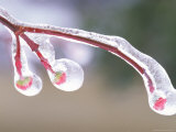 Ice Covered Leaves Photographic Print by David Davis