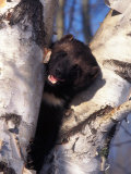 Wolverine in Tree, Gulo Luscus, AK Photographie par D. Robert Franz