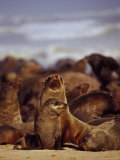 Cape Fur Seals, Arctocephalus Pusillus Photographic Print by Stuart Westmoreland