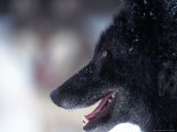 Gray Wolf, Canis Lupus, MN Photographic Print by Robert Franz