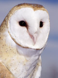 Barn Owl Photographic Print by Russell Burden