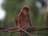 Red Langur, Javan Leaf Monkey Photographic Print by D. Robert Franz