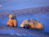 Polar Bear & Cubs, Thalarctos Maritimus Photographie par D. Robert Franz