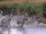 Burchell's Zebras, Equus Burchelli, Tanzania Photographic Print by D. Robert Franz