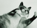 Gringa the Cat Photographic Print by Bob Winsett