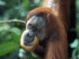 Male Sumatran Orangutan, Pongo Pygmaeus, Indonesia Fotografie-Druck von Robert Franz