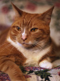 Orange Tabby Cat Photographic Print by Rudi Von Briel