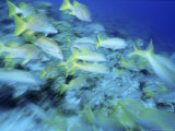 Yellowtail Snappers Fotografisk tryk af Karen Schulman Yellowtail Snappers Fotografisk tryk af Karen Schulman