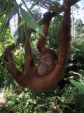 Adolescent Sumatran Orangutan, Indonesia Photographie par Robert Franz