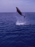 Bottle-Nosed Dolphin Leaping from the Water Photographic Print by Stuart Westmoreland