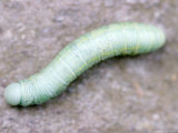 La chenille verte Photographie par Jim McGuire