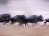 Wildebeests Running, Tanzania Photographic Print by Robert Franz