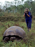 Woman and Giant Tortoise, Galapagos Island, Ecuador Photographic Print