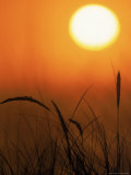 Sunset and Grass, Pt Reyes, CA Photographic Print by Kyle Krause
