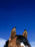 Top of a Horse's Head Photographic Print by Mitch Diamond