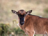 Wildebeest Calf, Connochaetes Taurinus, Tanzania Photographic Print by D. Robert Franz