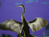Anhinga Drying Wings Photographic Print by Timothy O'Keefe