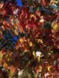 Fall Colors, Maple Leaves Fotografie-Druck von Mitch Diamond