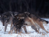 Gray Wolves in Dominance Struggle, Canis Lupus, MN Photographic Print by Robert Franz