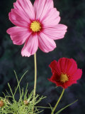 Mixed Cosmos Flowers Fotografisk trykk av Russell Burden Mixed Cosmos Flowers Fotografisk trykk av Russell Burden