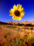 Wild Sunflower Along Dirt Road, SD Photographic Print by John Coletti