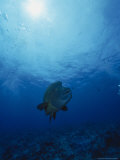 Napoleon Fish, Cheilinus Undulatus, Indo Pacific Photographic Print by Stuart Westmorland