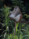 Patas Monkey, Erythrocebus Patas, Central Africa Photographic Print by D. Robert Franz