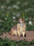 Black-Tailed Prairie Dog, Cynomys Ludovicianus, CO Photographie par Robert Franz
