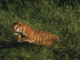 Bengal Tiger, Panthera Tigris, Endangered Species Photographic Print by D. Robert Franz