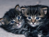 Two Four-week-old Maine Coon Kittens Photographic Print by Tony Ruta