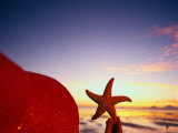 Starfish at Sunrise, Papua New Guinea Reprodukcja zdjęcia autor Stuart Westmoreland Starfish at Sunrise, Papua New Guinea Reprodukcja zdjęcia autor Stuart Westmoreland
