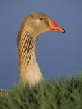 Greater White-Fronted Goose, Anser Albifrons Photographic Print by Kyle Krause