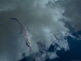 Alligator with Fish, Sky Reflection Photographie par John Glembin
