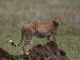 Cheetah, Acinonyx Jubatas, Tanzania Photographie par D. Robert Franz